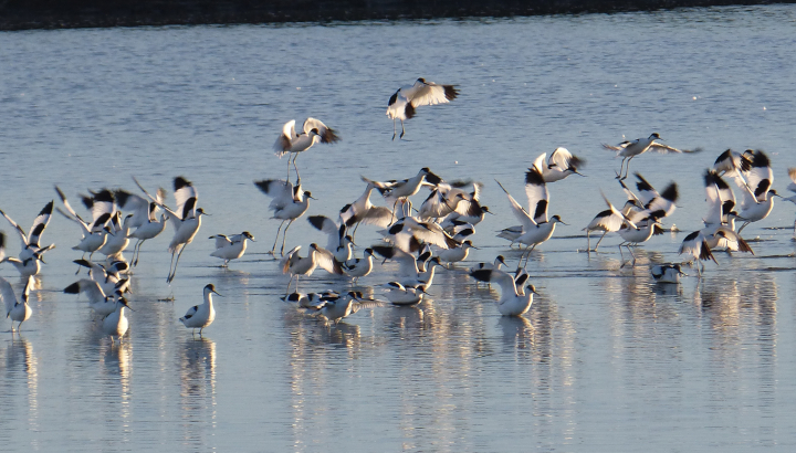 Visite de la réserve naturelle de Moëze-Oleron